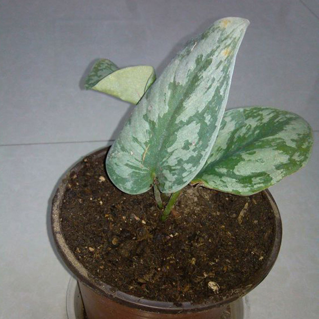 Sansevieria trifasciata Moonshine Foglie gialle