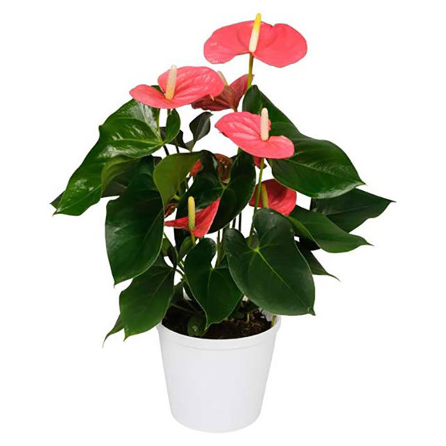 Anthurium andraeanum Dorado Brown Leaf Tips