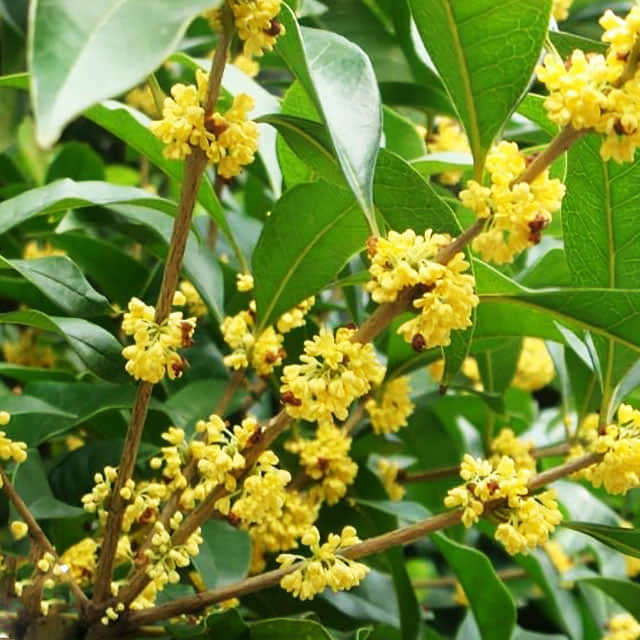 Osmanthus delavayi