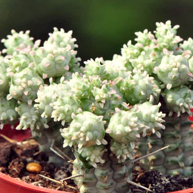 Euphorbia mammillaris White Cottony Spots