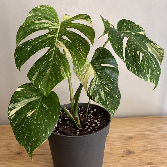 Monstera thai constellation Yellow Leaves