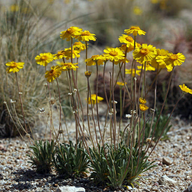 Tetraneuris acaulis