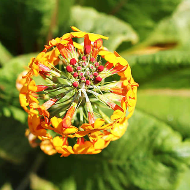 Primula bulleyana
