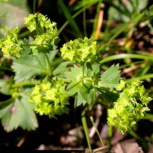 Alchemilla vulgaris
