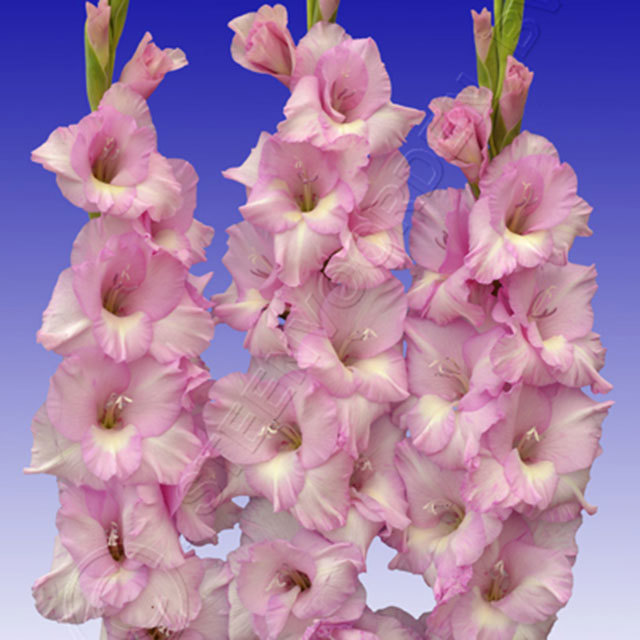 Gladiolus Alpha