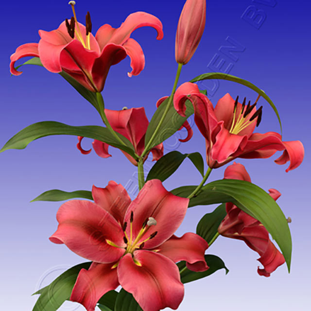 Lilium Pallazzo (OT Hybrid) White Cottony Spots
