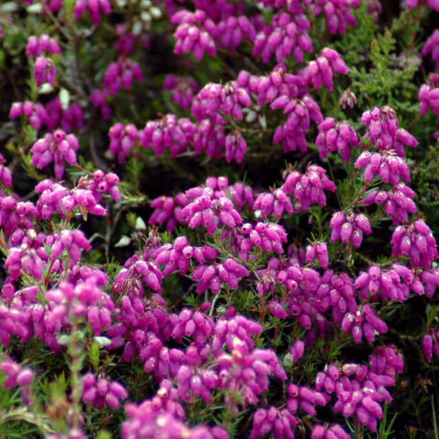 Erica cinerea