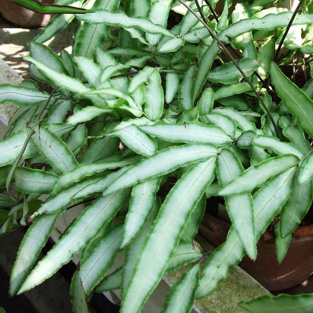 Pteris cretica