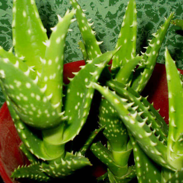 Aloe squarrosa