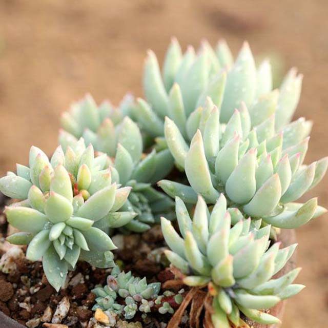 Graptoveria Fanfare Sudden Leaf Drop