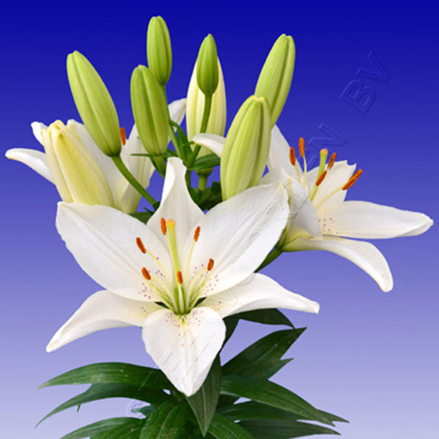 Lily Belem White Cottony Spots