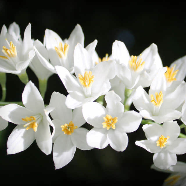 Styrax obassia