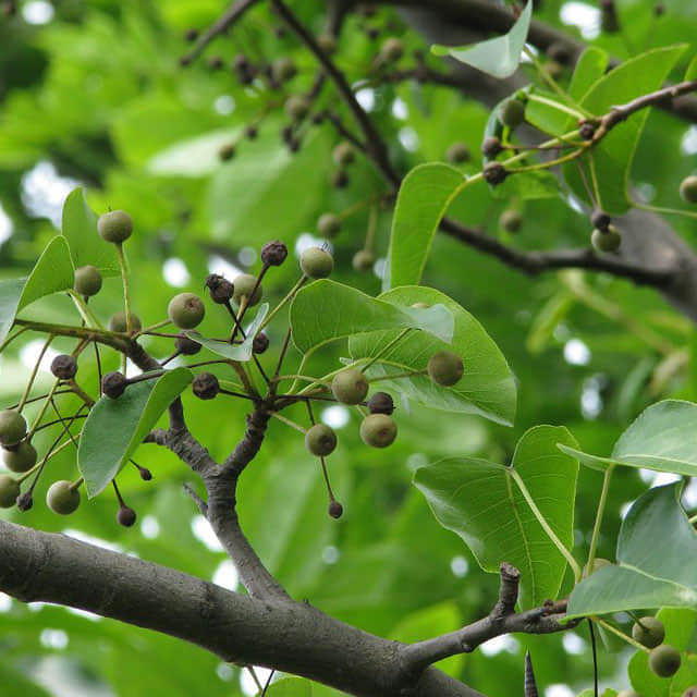 Pyrus calleryana