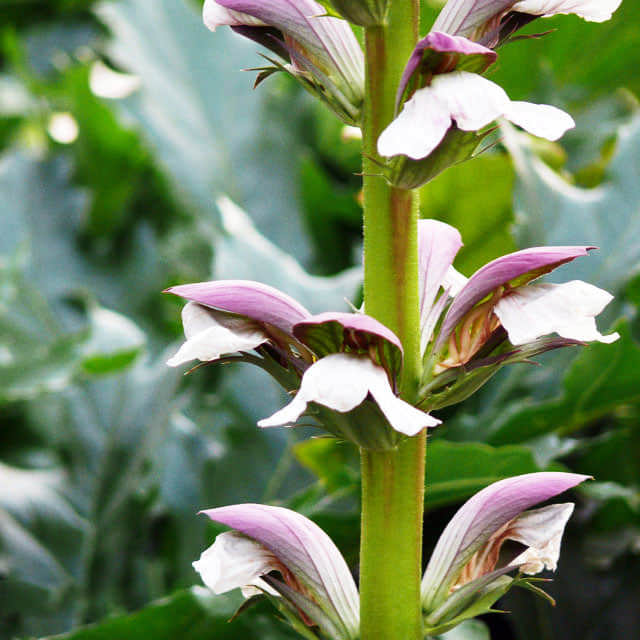 Acanthus mollis