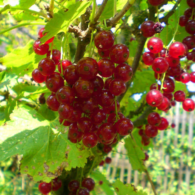 Ribes rubrum