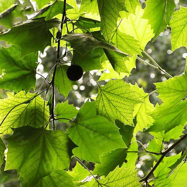 Platanus acerifolia