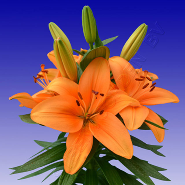 Lily Osasco Sudden Leaf Drop
