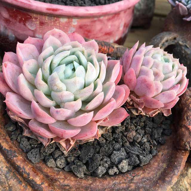 Echeveria Lemon Berry Leggy Stems
