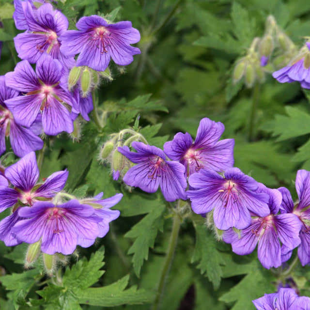 Geranium x Magnificum Tiny Black Flies