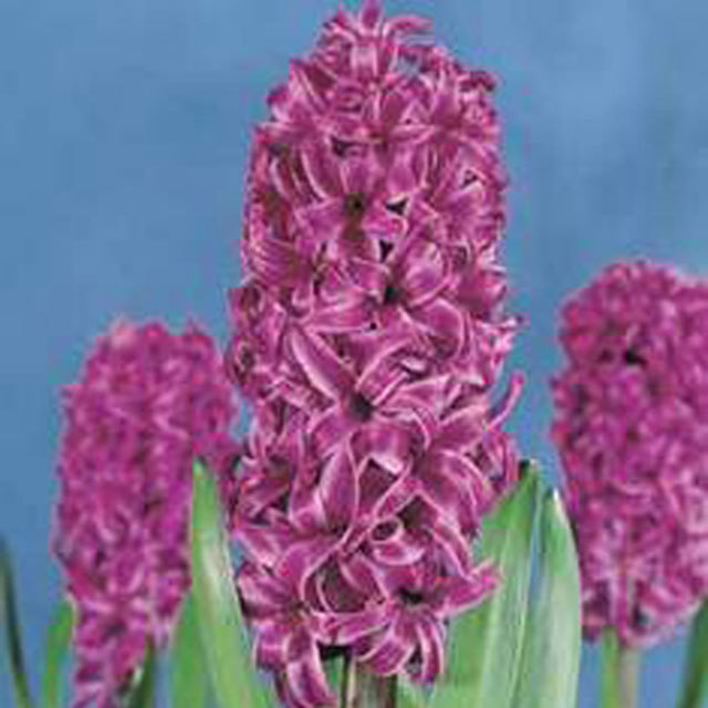 Hyacinthus orientalis Purple Sensation