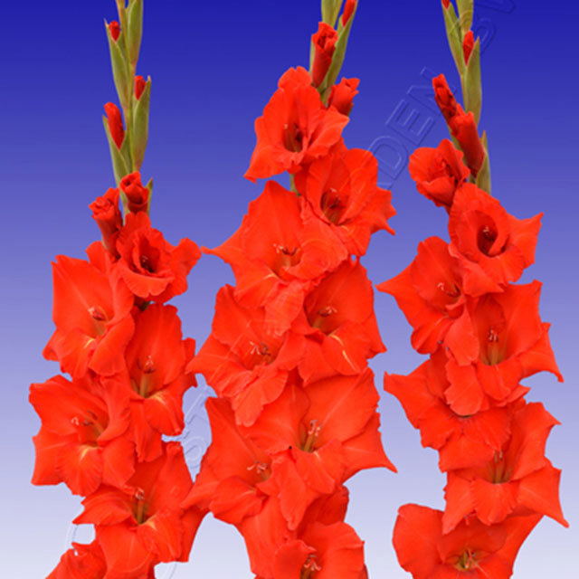 Gladiolus Beaujour