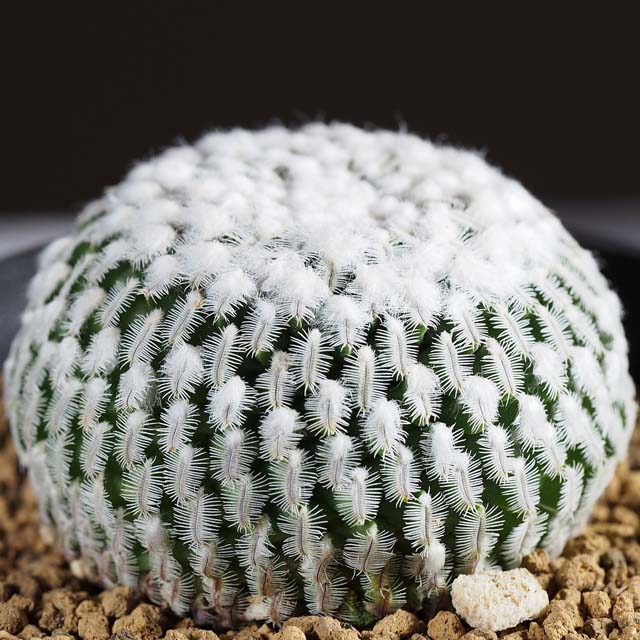 Turbinicarpus pseudopectinatus White Cottony Spots