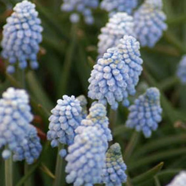 Muscari Valerie Finnis