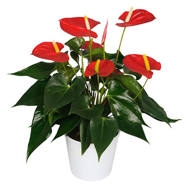 Anthurium andraeanum Volare