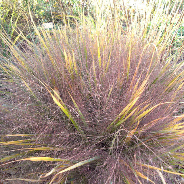 Eragrostis spectabilis