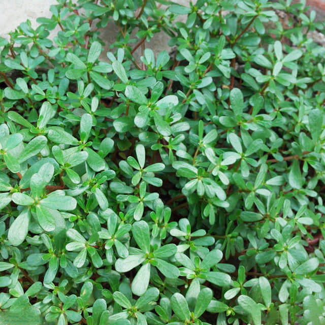 Portulaca oleracea