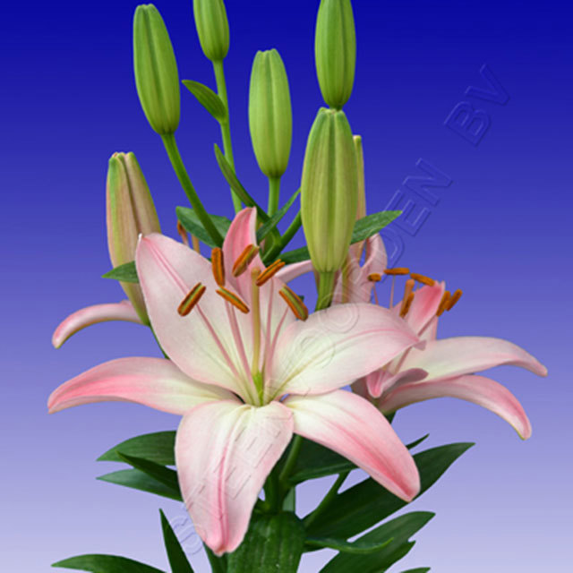 Lily Soracaba Sudden Leaf Drop