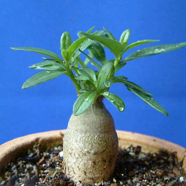 Pachypodium succulentum