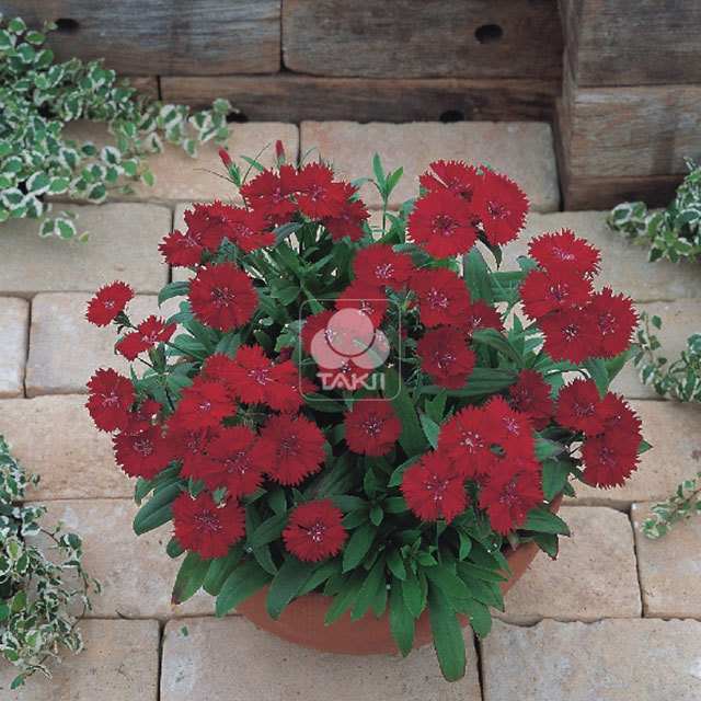 Dianthus telstar f1 crimson White Powder