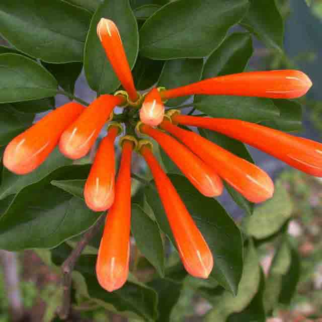 Pyrostegia venusta