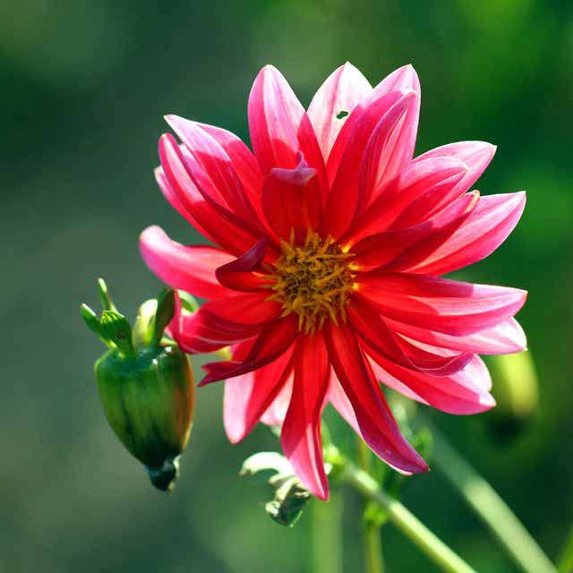 Dahlia Yellow Leaves