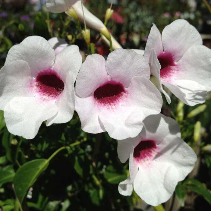 Pandorea jasminoides