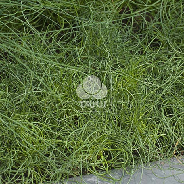 Juncus Afro