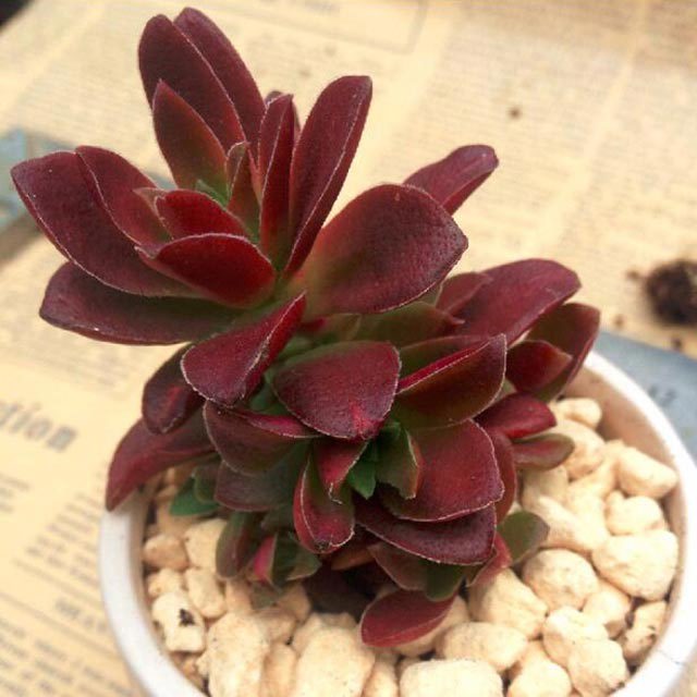 Crassula fusca