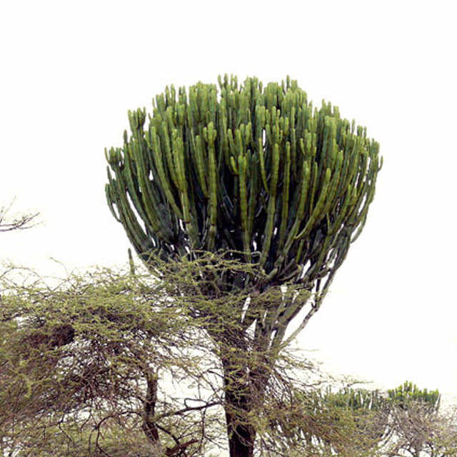 Euphorbia candelabrum
