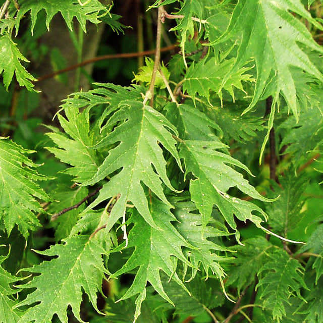 Alnus incana Laciniata
