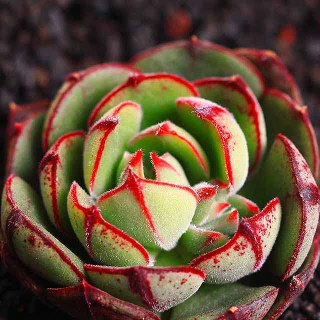 Echeveria Joan Daniel Sticky Leaves