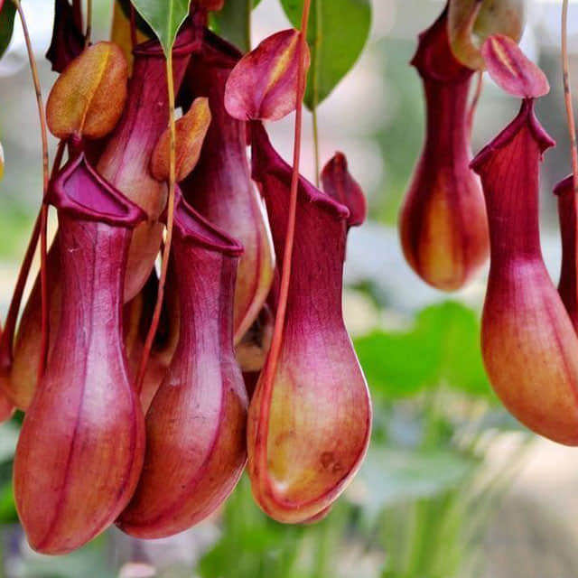 Nepenthes