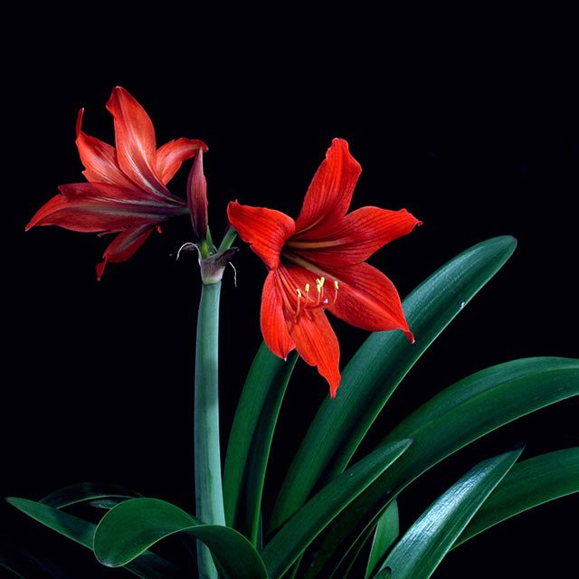 Hippeastrum rutilum