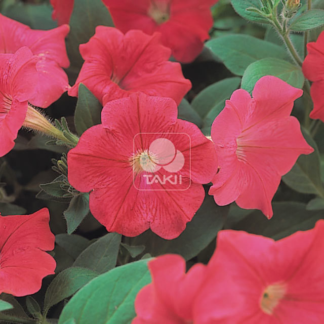 Petunia Opera Supreme F1 Coral Leggy Stems