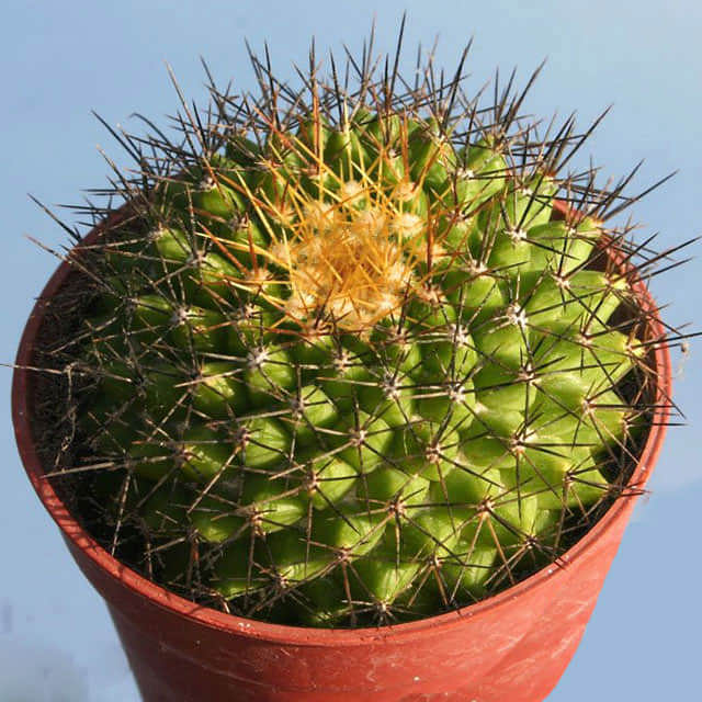 Mammillaria marksiana White Cottony Spots