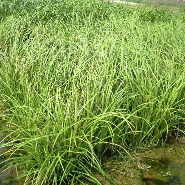 Carex hachijoensis
