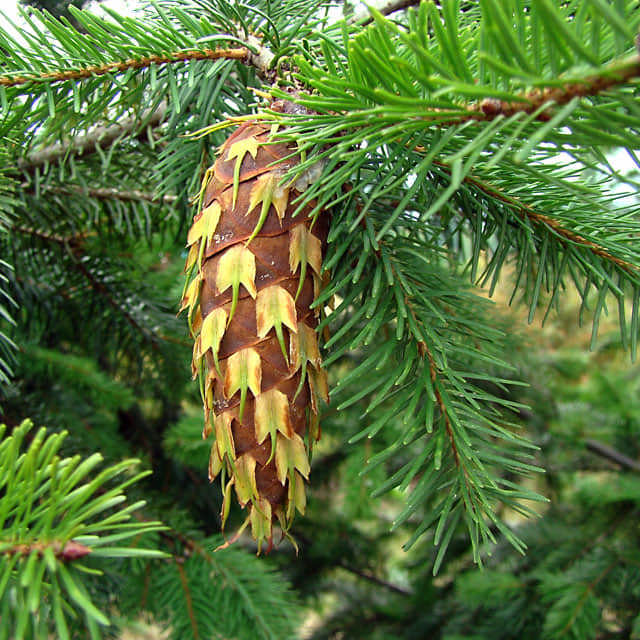 Pseudotsuga menziesii
