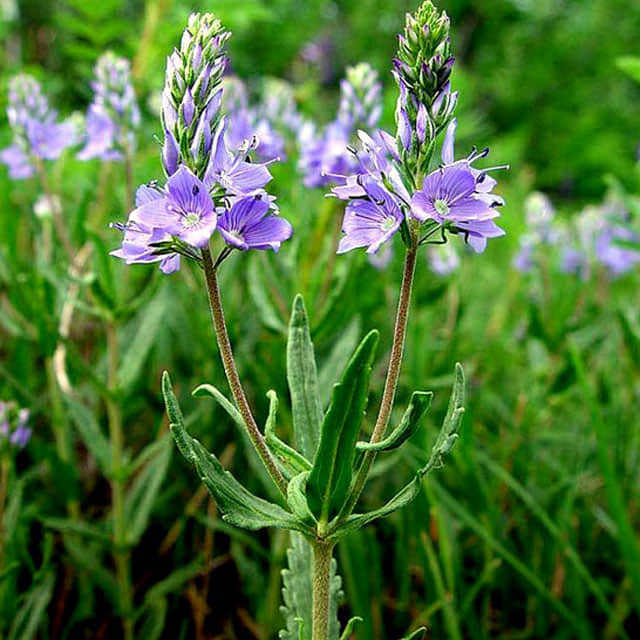 Veronica austriaca