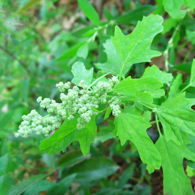 Chenopodium album