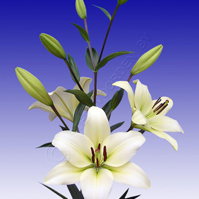 Lilium LA Hybrid Courier